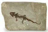Fossil Salamander (Chelotriton) - Gračanica, Bosnia #264524-1